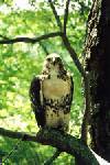 owl.jpg